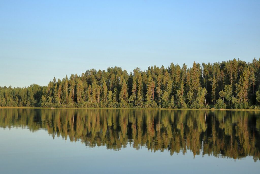 A dense pine forest reflected in the calm water of a lake under a clear sky